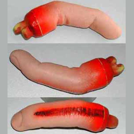 醫療假手指器官模型