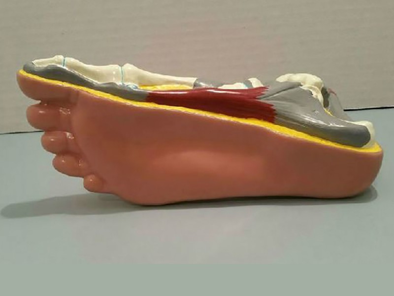 醫療器官腳模型公仔