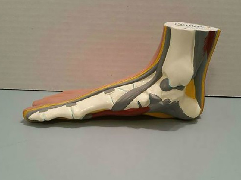 醫療教學器官腳模型