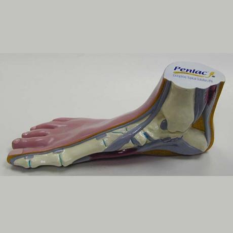 醫療教學器官腳模型